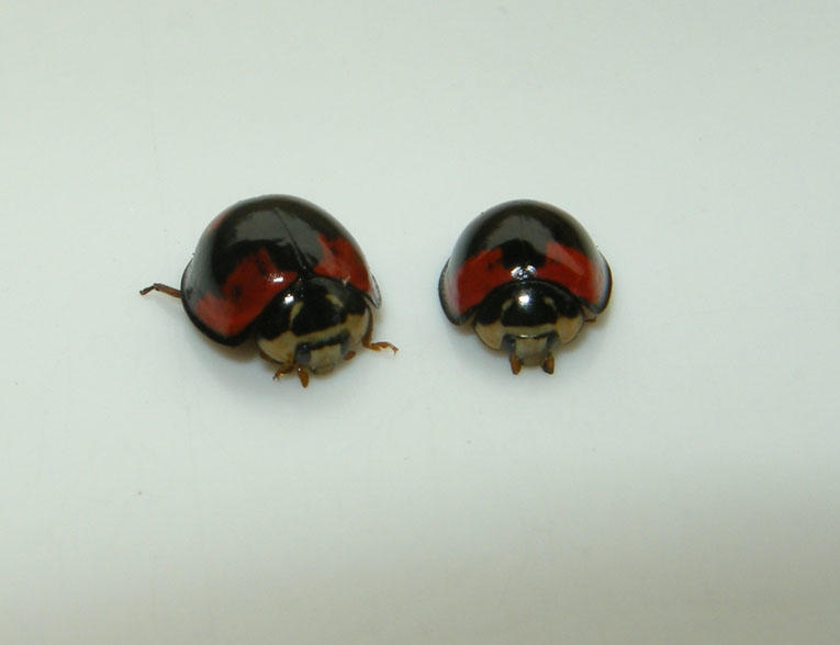 Darker form of introduced coccinellid Cheilomenes sexmaculata. Photo: M. Hoddle.